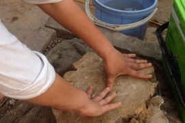 Các cây xanh bị chặt hạ tại xã Đức Thượng có tuổi đời hơn chục năm và đều do người dân tự trồng (Ảnh: Sơn Bách/Vietnam+)