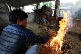 Miền Bắc tiếp tục rét đậm, có nơi rét hại. (Ảnh: Phan Tuấn Anh - TTXVN)