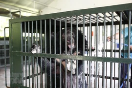 Một cá thể gấu bị nuôi nhốt trái phép được chuyển giao cho Cơ sở bảo tồn gấu tại Ninh Bình. (Ảnh minh họa: Minh Đức/TTXVN)