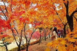 Mùa lá đỏ tại Hàn Quốc. (Ảnh: Tiên Phong Travel)