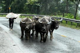 Bà con nông dân di chuyển đàn trâu xuống vùng thấp chống rét. (Ảnh: Quốc Khánh/TTXVN)