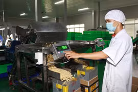 Chế biến hạt điều xuất khẩu. (Ảnh: Thanh Vũ/TTXVN)
