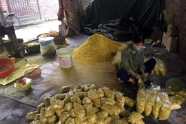 Đóng gói củ riềng xay trộn với lưu huỳnh mang đi tiêu thụ. (Ảnh: Mạnh Tú/TTXVN)