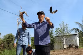 Du khách thích thú dùng lợp bắt cá tại Tiểu khu rừng tràm 34. (Ảnh: Lê Sen/TTXVN)