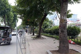 Trong số 476 cây xanh phải di chuyển trên tuyến đường Láng thuộc khuôn khổ dự án, sẽ đánh chuyển 371 cây, chặt hạ 105 cây (những cây sâu, rỗng thân, nghiêng, cong queo phát triển không bình thường hoặc cây đã chết). (Ảnh: Huy Hùng/TTXVN)