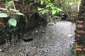 Cá bị chết hàng loạt, trôi từ cống thoát nước thải kênh hào thành cổ Vinh sang tuyến mương nối từ đường Phạm Ngũ Lão đến đường Trần Hưng Đạo. (Ảnh: Bích Huệ/TTXVN)