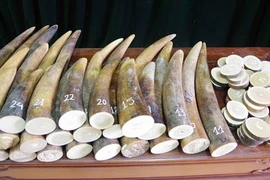 (Ảnh minh họa: Thế Tùng/TTXVN phát)