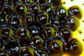 Những hạt chân trâu trông bắt mắt và khoái khẩu có thể chứa độc tố gây ung thư.