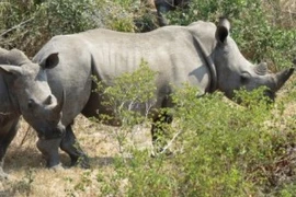 Phụ nữ Việt chung tay bảo vệ và giảm cầu sừng tê giác. (Ảnh: ENV cung cấp)