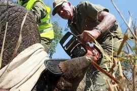 Sừng tê giác không phải là thần dược. (Ảnh: TTXVN)