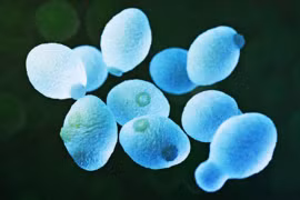 Hình ảnh loại gene có khả năng kháng độc tố. (Nguồn: NHGRI)