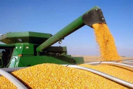 Thu hoạch ngũ cốc tại Ukraine. (Ảnh: Ukrinform/TTXVN)