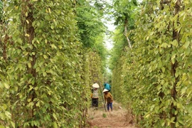 Diện tích hồ tiêu ở Đồng Nai giảm còn 11.400ha. Ảnh minh họa. (Ảnh: Sỹ Tuyên/TTXVN)