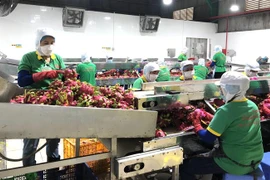 Quy trình chế biến thanh long xuất khẩu. (Ảnh: Nguyễn Văn Việt/TTXVN)