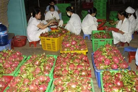 Sơ chế thanh long để xuất khẩu sang thị trường Hoa Kỳ. (Ảnh: Anh Tuấn/TTXVN)