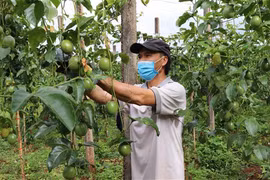 Gia Lai nỗ lực phát triển chanh dây thành ''cây trồng triệu đô''