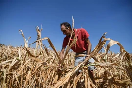 Cánh đồng ngô khô cằn do hạn hán tại Spino d'Adda, Italy. (Ảnh: AFP/TTXVN)