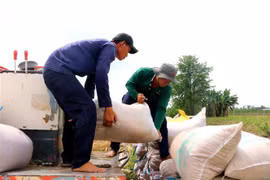 Lúa tươi được thương lái mua ngay tại ruộng. (Ảnh: Thu Hiền/TTXVN)