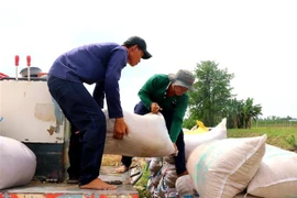 Lúa tươi được thương lái mua ngay tại ruộng. (Ảnh: Thu Hiền/TTXVN)
