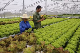 Trồng rau sạch. (Nguồn: TTXVN)