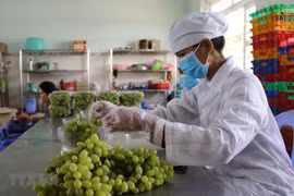 Sơ chế, đóng gói sản phẩm nho xanh để chuẩn bị đưa lên sàn giao dịch thương mại điện tử. (Ảnh: Nguyễn Thành/TTXVN)