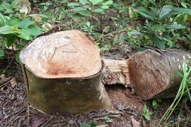 Gốc và thân cây to bị cưa hạ bằng cưa xăng, vết cưa sắc lẹm tại hiện trường vụ phá rừng ở bản Mường Pồn 2 (xã Mường Pồn, huyện Điện Biên, tỉnh Điện Biên). Ả