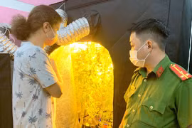 Đối tượng người nước ngoài dùng điện để thắp sáng cho cần sa phát triển. (Nguồn: Báo Thanh Niên)