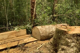 Hiện trường vụ cây gỗ bị cưa hạ tại lô 1, khoảnh 5, Tiểu khu 38 lâm phân do Ban quản lý Khu bảo tồn thiên nhiên Kon Chư Răng quản lý. (Ảnh: TTXVN phát)