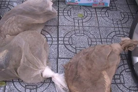 Ba cá thể cầy hương không rõ nguồn gốc được phát hiện trên một xe ôtô khách 16 chỗ tại thành phố Huế. (Ảnh: TTXVN phát)