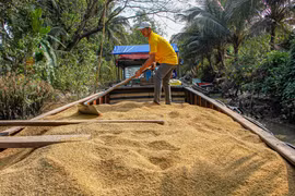 Lúa được chuyển xuống ghe để chở về nhà máy. (Ảnh: Thanh Liêm - TTXVN)
