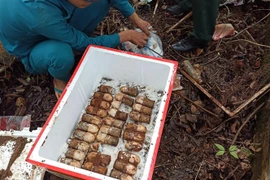 Số đạn được phát hiện trong vườn nhà dân tại Bình Phước. (Ảnh: Đậu Tất Thành/TTXVN)