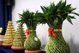 Cây phát lộc Minh Tân của Hợp tác xã Dịch vụ nông nghiệp xã Minh Tân (Đông Hưng, Thái Bình) là sản phẩm OCOP đạt hạng 4 sao. (Ảnh: Thế Duyệt/TTXVN)