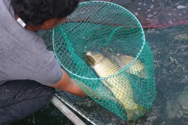 Cá chép đang được 'vỗ giòn' tại hộ gia đình anh Nguyễn Quốc Luật. (Ảnh: Phạm Kha/TTXVN)