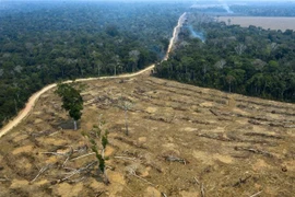 Một khoảng rừng Amazon bị thiêu rụi ở gần Porto Velho, bang Rondonia, Brazil, ngày 24/8/2019. (Ảnh: AFP/TTXVN)