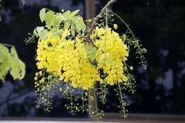 Những chùm hoa dài, dầy đặc, cùng những nụ tròn xanh đung đưa theo gió tạo nên một vẻ đẹp khó tả trên khắp các đường phố và làng quê của Lào. (Ảnh: Phạm Kiên/Vietnam+)