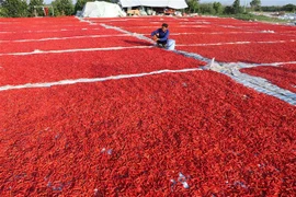 Phơi ớt sau thu hoạch ở huyện Thanh Bình, Đồng Tháp. (Ảnh: Nguyễn Văn Trí/TTXVN)