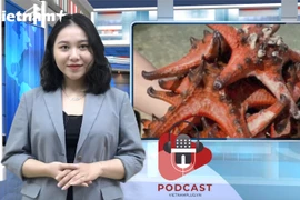 [Audio] Phẫn nộ trước tình trạng hại chết sao biển để chụp ảnh sống ảo