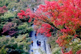 Thơ thẩn ngắm nước Nhật trong sắc Thu vàng quyến rũ