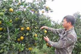 Một vườn cam Cao Phong, Hòa Bình. (Nguồn: TTXVN)