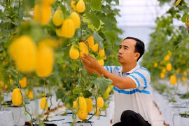 Chăm sóc cây dưa lê Hàn Quốc tại Hợp tác xã nông nghiệp hữu cơ Quang Minh, thôn Hương Thịnh, xã Quang Minh, huyện Hiệp Hòa (Bắc Giang). (Ảnh: Thành Đạt/TTXVN)