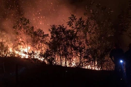 Cháy gần 8.000m2 rừng ở phường Cửa Ông của thành phố Cẩm Phả