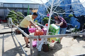 Giáo dân giáo xóm Thánh Tâm, thuộc giáo xứ Vinh Đức, thị xã Buôn Hồ chuẩn bị cho lễ Giáng sinh. (Ảnh: Hoài Thu/TTXVN)