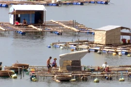 Chính quyền địa phương đang nỗ lực vận động người nuôi thủy sản không ở lại trên lồng bè để đảm bảo an toàn. (Ảnh: Thế Lập/TTXVN)