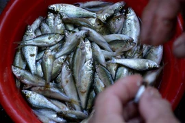 Cá linh noi - đặc sản mùa nước nổi. (Ảnh: Công Mạo/TTXVN)