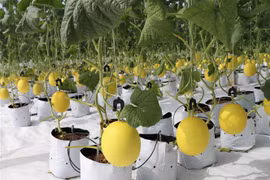 Mô hình trồng dưa lưới theo hướng nông nghiệp công nghệ cao tại xã Mỹ Sơn (huyện Ninh Sơn, Ninh Thuận). (Ảnh: Nguyễn Thành/TTXVN)