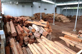 Gần 200m3 gỗ lậu trong xưởng gỗ của doanh nghiệp Tư nhân Hùng Ny bị bắt giữ. (Ảnh: Quang Thái/TTXVN)