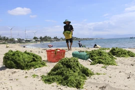 Ngư dân vận chuyển rong xanh lên phơi trên bãi cát. (Ảnh: Nguyễn Thành/TTXVN)