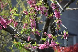 Hoa anh đào nở sớm tại Kawazu. (Ảnh: Nguyễn Tuyến/Vietnam+)