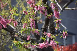 Hoa anh đào nở sớm tại Kawazu. (Ảnh: Nguyễn Tuyến/Vietnam+)