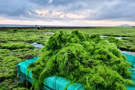 Cận cảnh khai thác rong nho tại Ninh Thuận